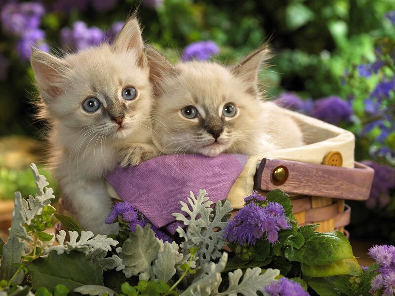 Two Kittens in Basket — Purple, Calm, Spring