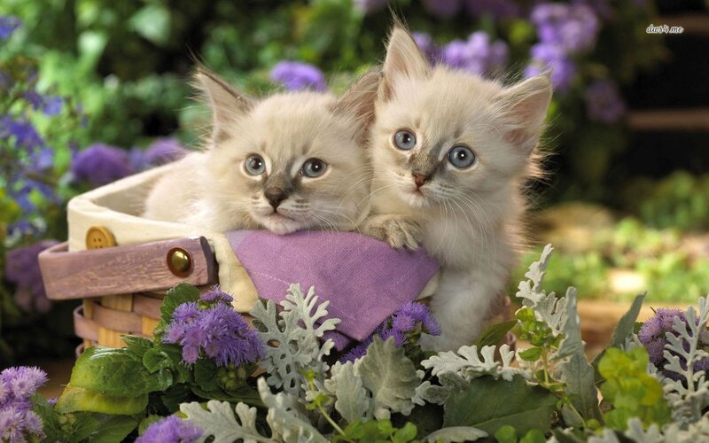 Two Kittens in Basket — Purple, Serene, Spring, Photograph, Flowers, Plants