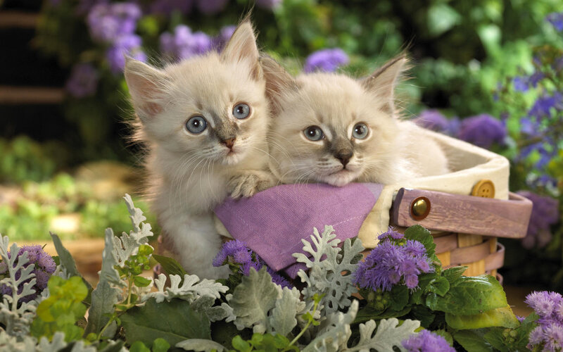 Two Kittens in Basket — Purple, Serene, Spring, Photograph