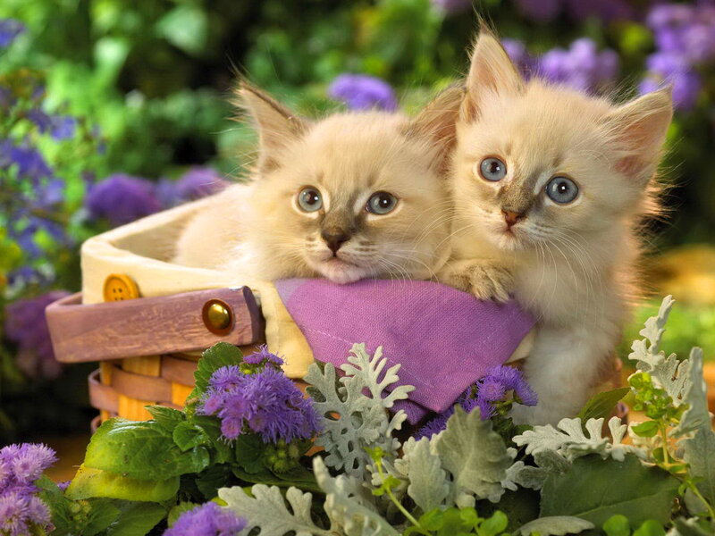 Two Kittens in Basket — Purple, Serene, Spring