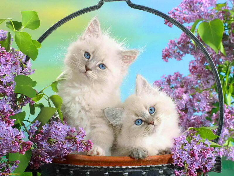 Two Kittens in Basket — Purple