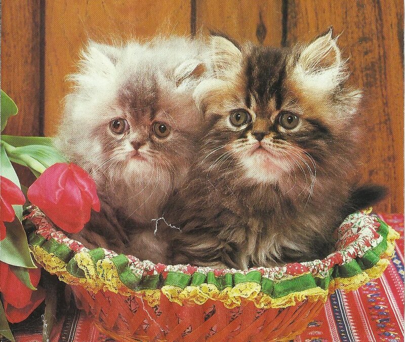 Two Kittens in Basket — Red, Calm