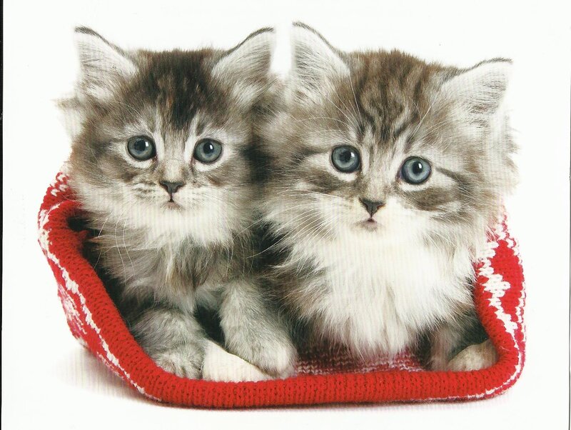Two Kittens in Basket — Red, Innocent