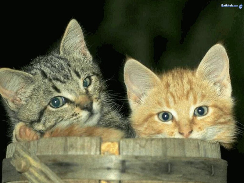 Two Kittens in Basket