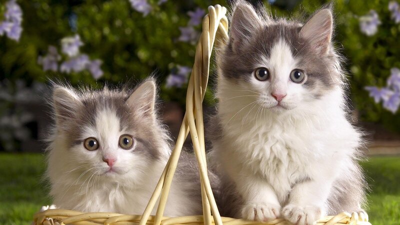 Two Kittens in Basket — White, Calm, Afternoon, Photograph, Flowers, Grass, Gray