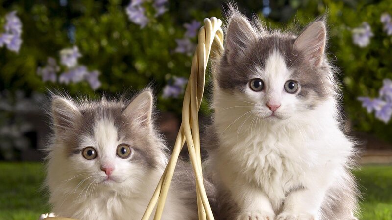 Two Kittens in Basket — White, Calm, Afternoon, Photograph, Flowers, Grass
