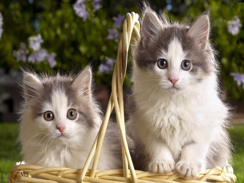 Two Kittens in Basket — White, Calm, Afternoon, Photograph, Flowers