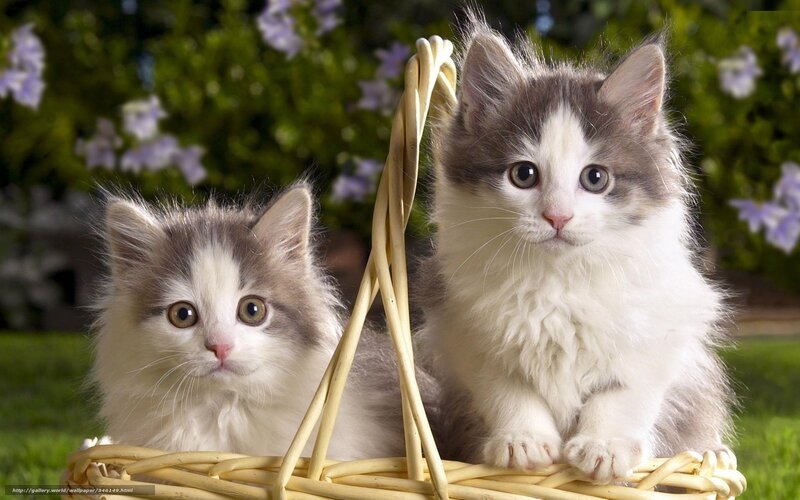 Two Kittens in Basket — White, Calm, Afternoon, Photograph, Grass, Flowers, Gray, Green