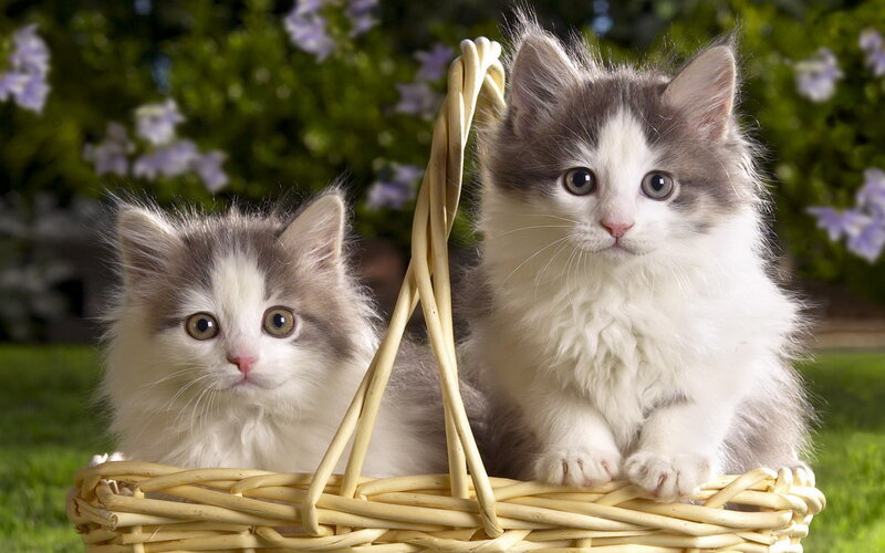 Two Kittens in Basket — White, Calm, Afternoon, Photograph, Grass, Flowers