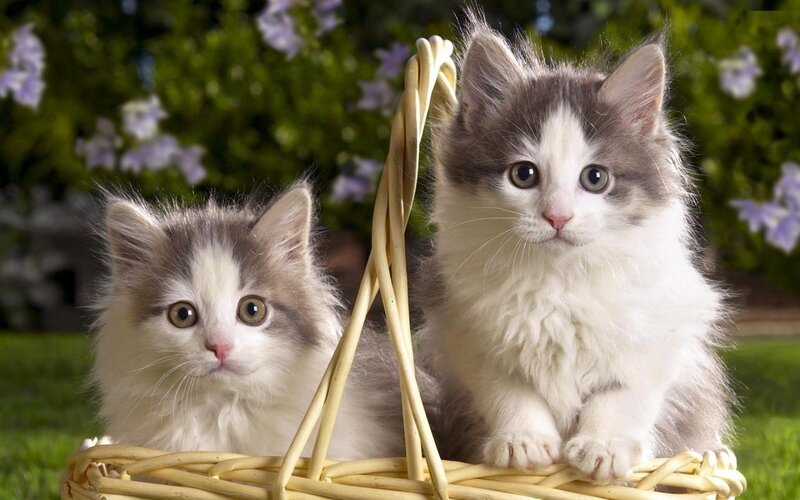 Two Kittens in Basket — White, Calm, Afternoon, Photograph
