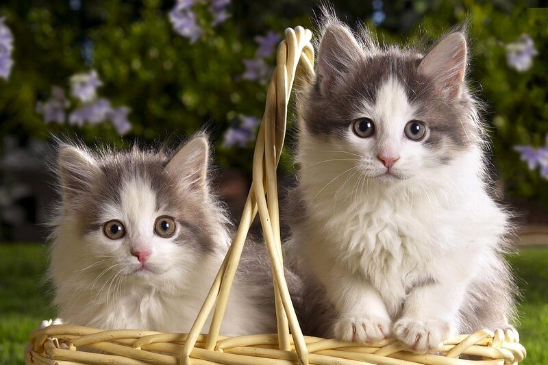 Two Kittens in Basket — White, Calm, Afternoon
