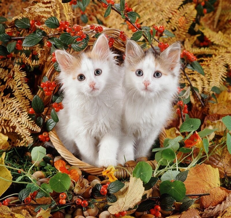 Two Kittens in Basket — White, Calm, Autumn, Photograph