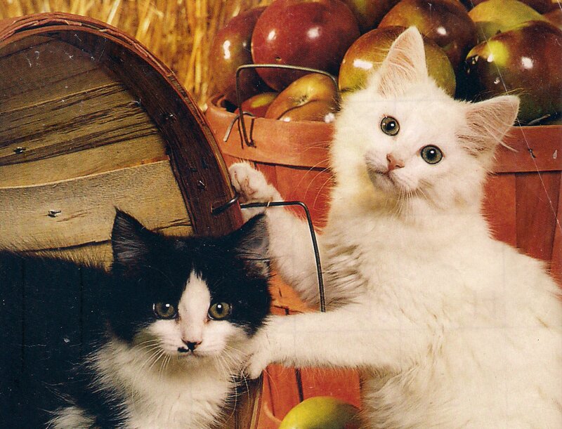 Two Kittens in Basket — White, Calm, Autumn