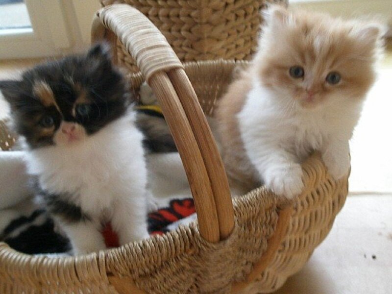Two Kittens in Basket — White, Calm, Morning