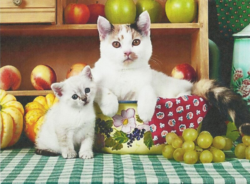 Two Kittens in Basket — White, Calm, Photograph, Apples