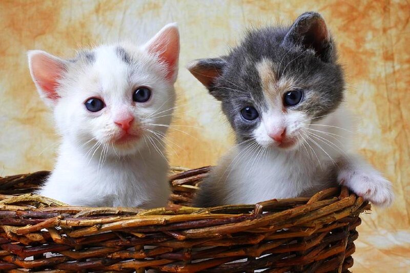 Two Kittens in Basket — White, Calm, Photograph, Background
