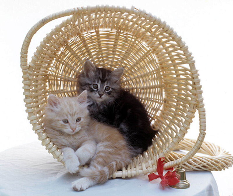 Two Kittens in Basket — White, Calm, Photograph, Bell
