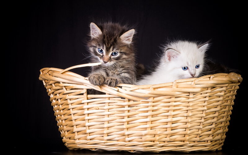 Two Kittens in Basket — White, Calm, Photograph, Black Background