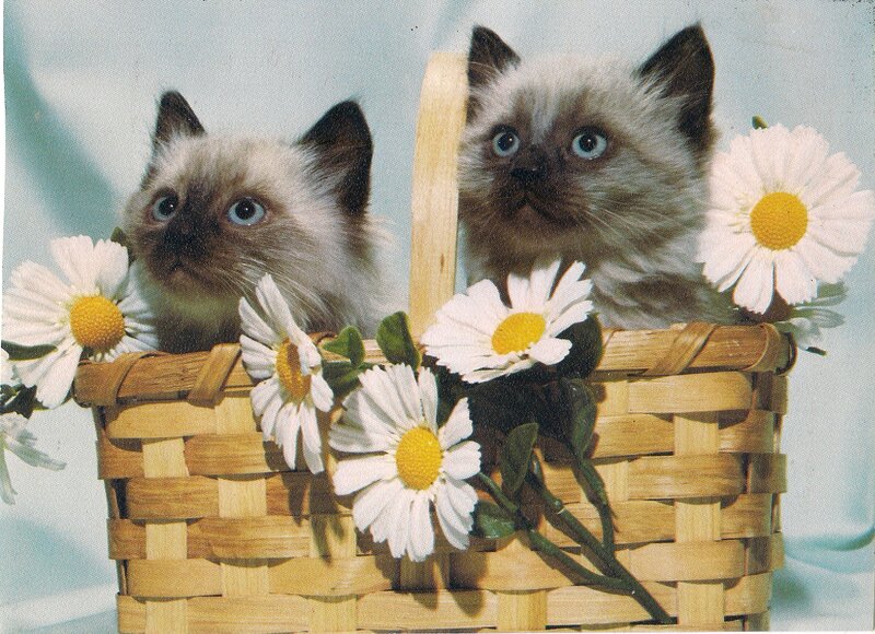 Two Kittens in Basket — White, Calm, Photograph, Daisies