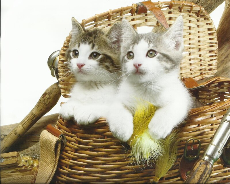 Two Kittens in Basket — White, Calm, Photograph, Feather Toy