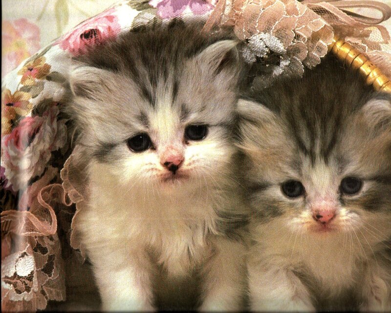 Two Kittens in Basket — White, Calm, Photograph, Flowers, Lace