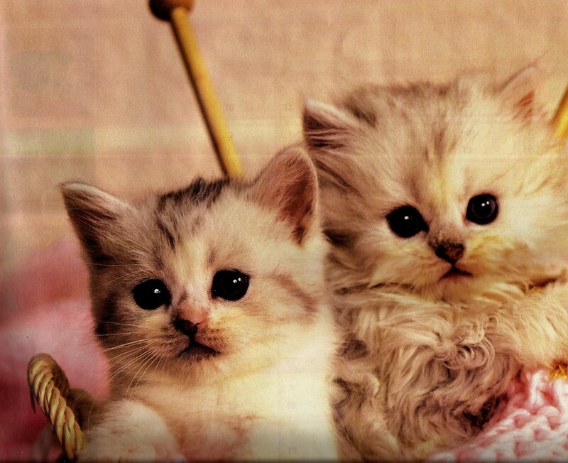 Two Kittens in Basket — White, Calm, Photograph, Knitting Needle