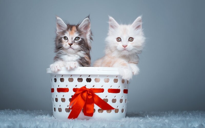 Two Kittens in Basket — White, Calm, Photograph, Ribbon