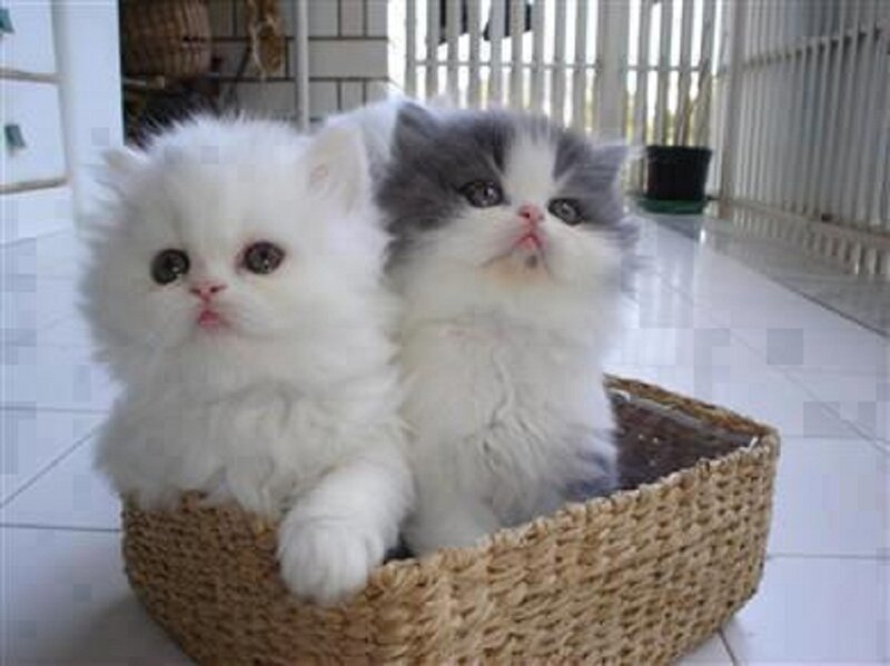 Two Kittens in Basket — White, Calm, Photograph