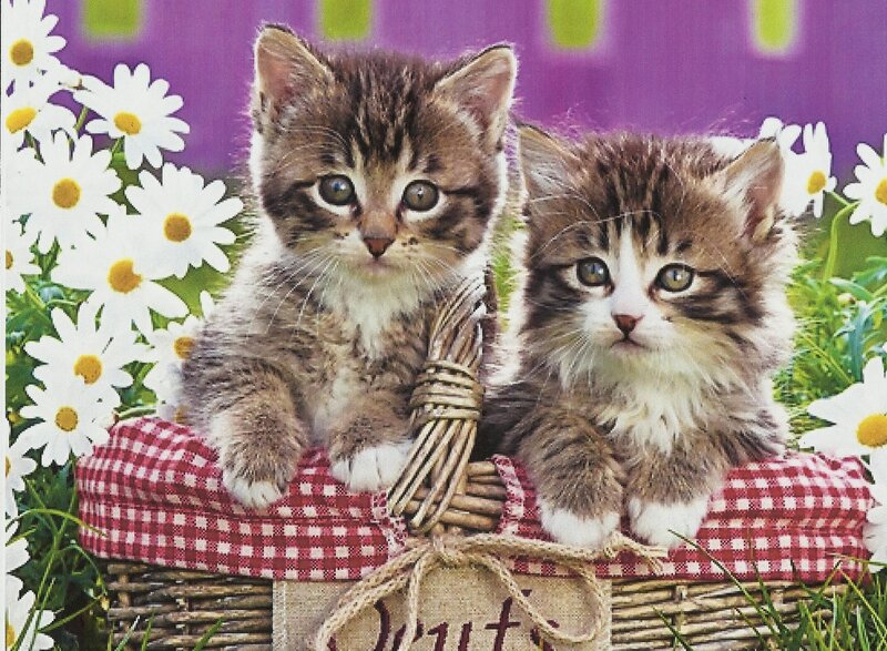 Two Kittens in Basket — White, Calm, Spring, Photograph