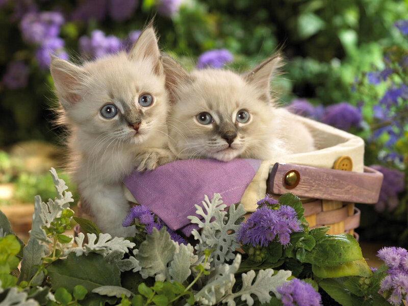 Two Kittens in Basket — White, Calm, Spring