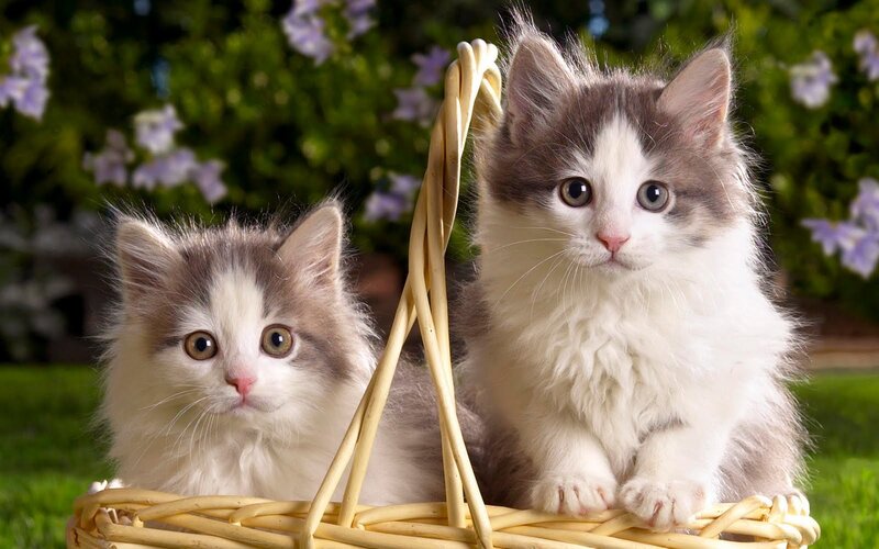 Two Kittens in Basket — White, Calm