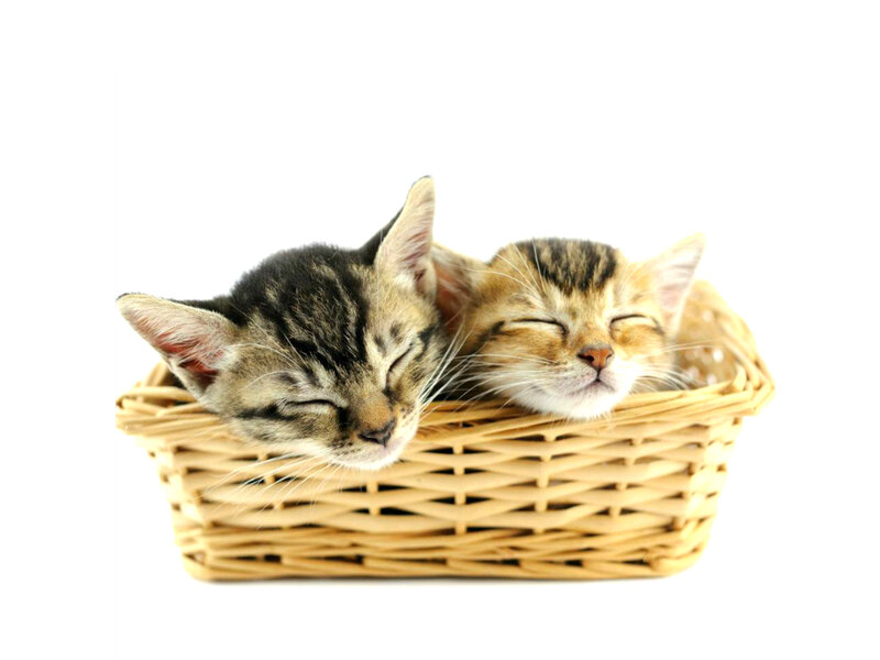 Two Kittens in Basket — White, Peaceful