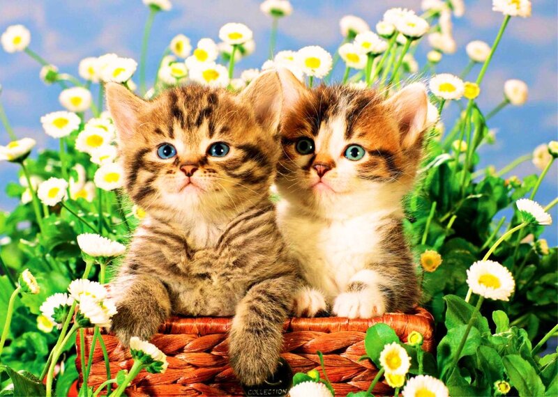 Two Kittens in Basket — White, Serene, Spring