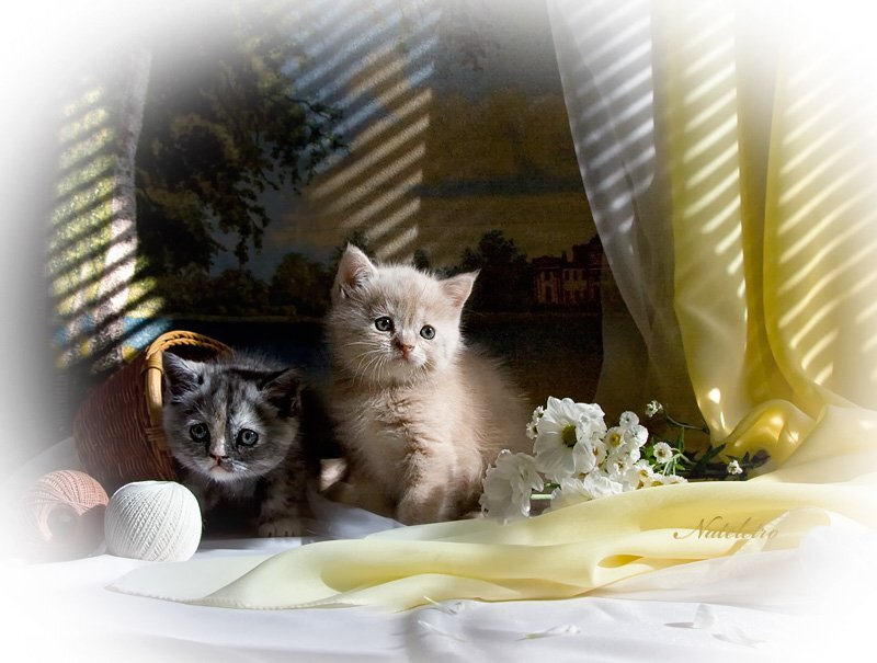 Two Kittens in Basket — White, Serene