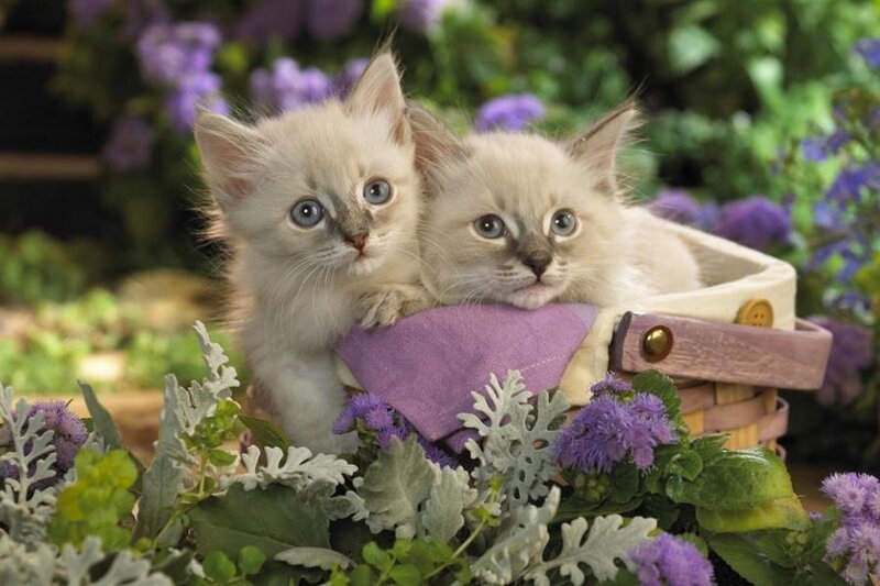 Two Kittens in Basket — White