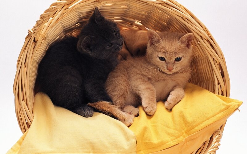 Two Kittens in Basket — Yellow, Calm, Photograph
