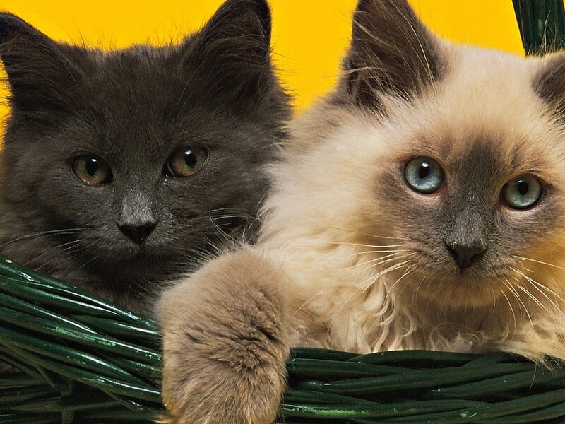Two Kittens in Basket — Yellow, Calm
