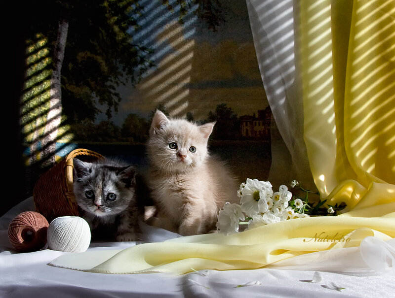 Two Kittens in Basket — Yellow, Dramatic