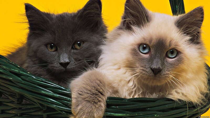 Two Kittens in Basket — Yellow