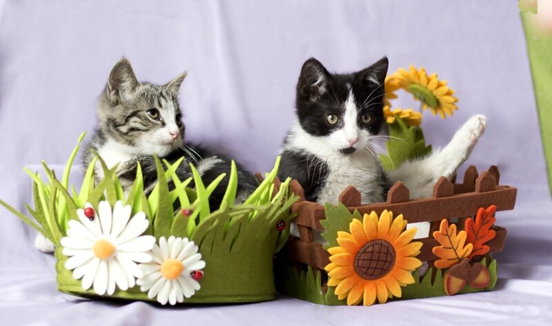 Two Kittens in Baskets