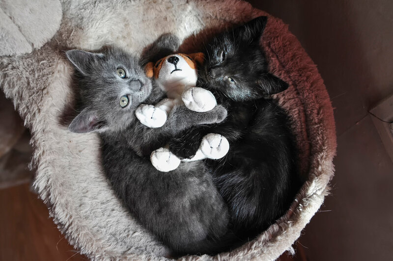 Two Kittens in Bed — Gray