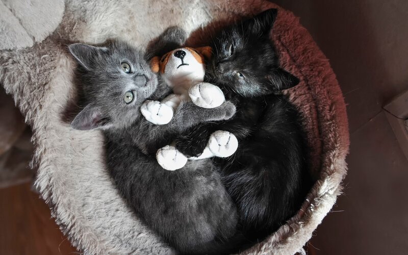 Two Kittens in Bed