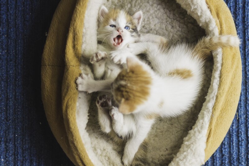 Two Kittens in Bed — White