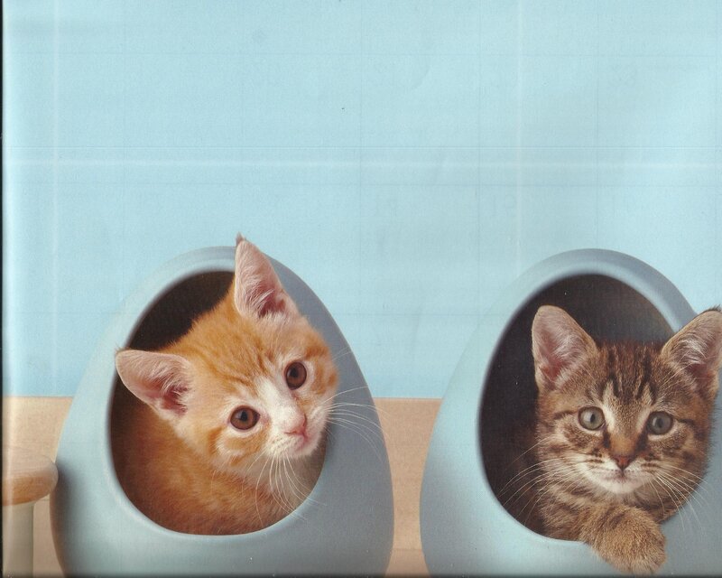 Two Kittens in Beds