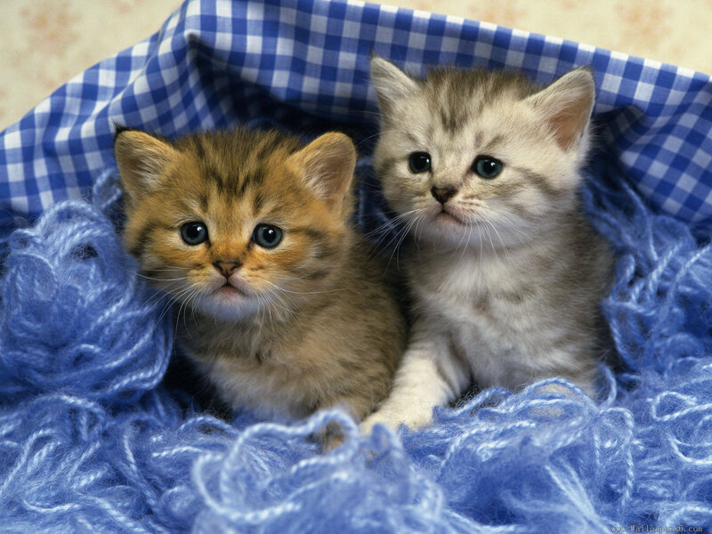 Two Kittens in Blanket — Blue