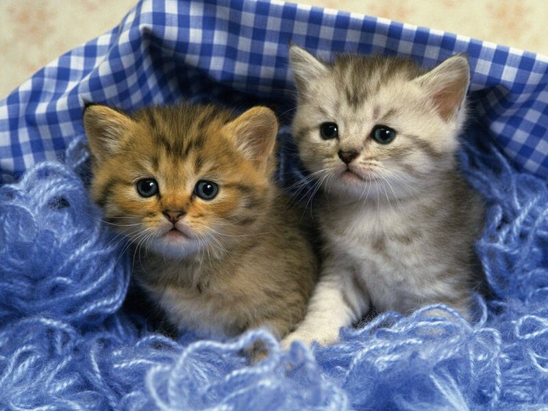 Two Kittens in Blanket