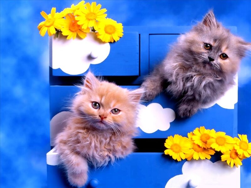 Two Kittens in Blue Box