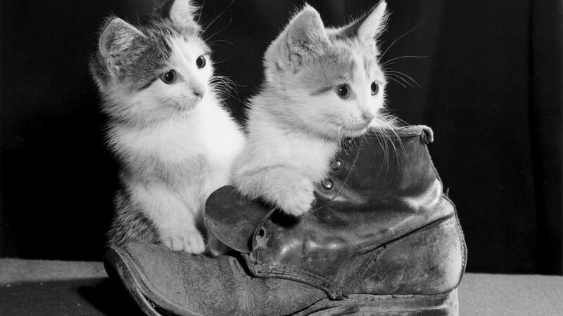 Two Kittens in Boot — Black, Calm, Photograph