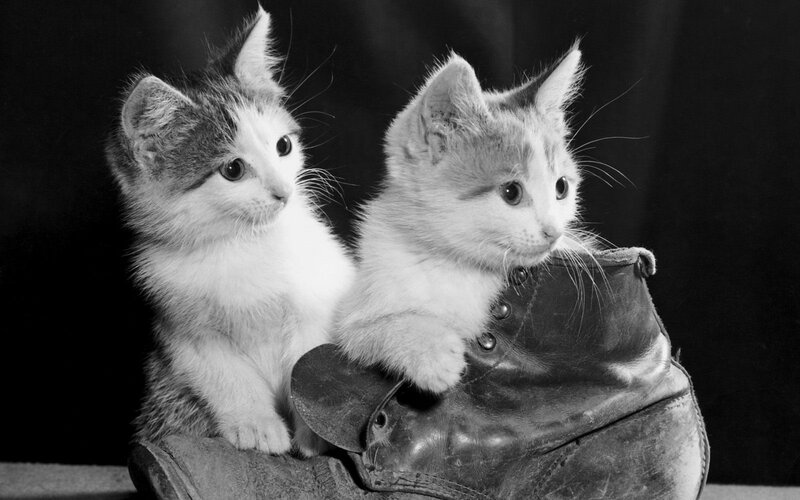 Two Kittens in Boot — Black, Calm