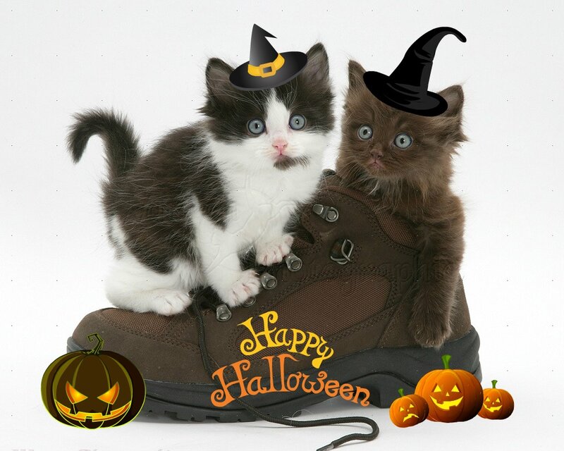 Two Kittens in Boot — Brown, Festive